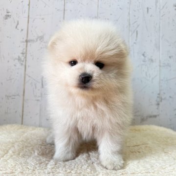 ポメラニアン【千葉県・女の子・2025年5月9日・ホワイト】の写真「ふわふわ天使ちゃん♪」