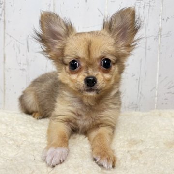 チワワ(ロング)【千葉県・女の子・2025年9月5日・フォーン&ホワイト】の写真「ふんわり天使チワワちゃん☆」