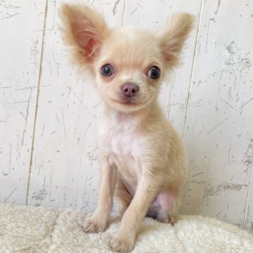 チワワ(ロング)【千葉県・男の子・2025年1月23日・クリーム&ホワイト】の写真「性格の良さ◎人懐っこさ◎」