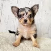 チワワ(ロング)