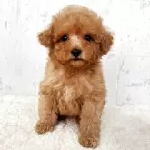 トイプードル(トイ)【千葉県・男の子・2025年9月26日・アプリコット】の写真1