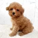トイプードル(トイ)【千葉県・男の子・2025年9月26日・アプリコット】の写真3