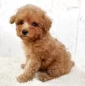 トイプードル(トイ)【千葉県・男の子・2025年9月26日・アプリコット】の写真4