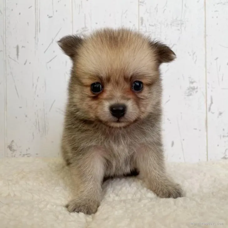 ID:2207-04727の子犬