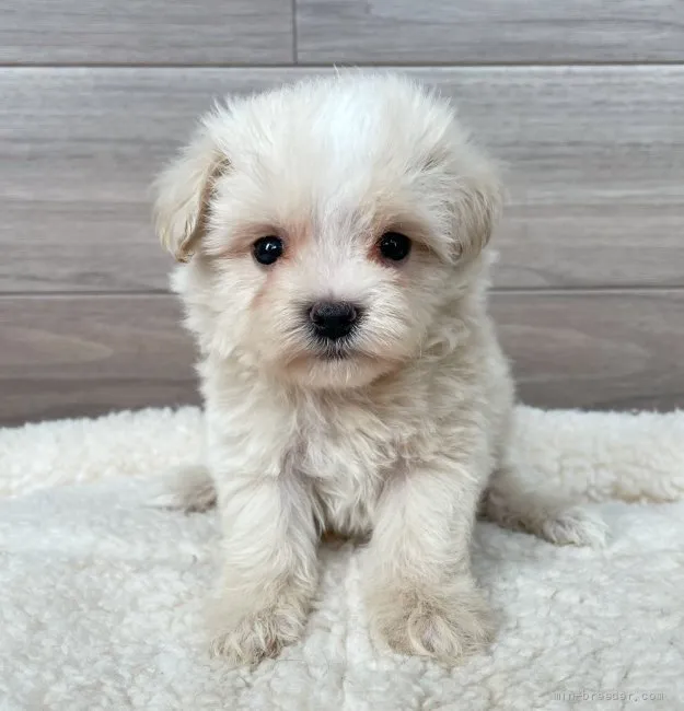 ID:2206-02229の子犬