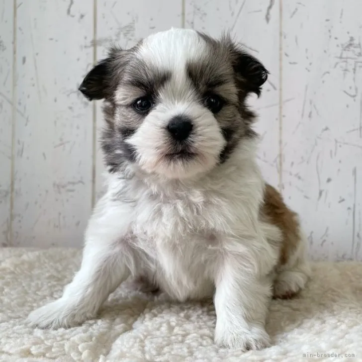 ID:2303-02162の子犬