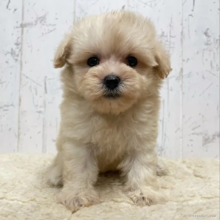 ID:2309-00626の子犬