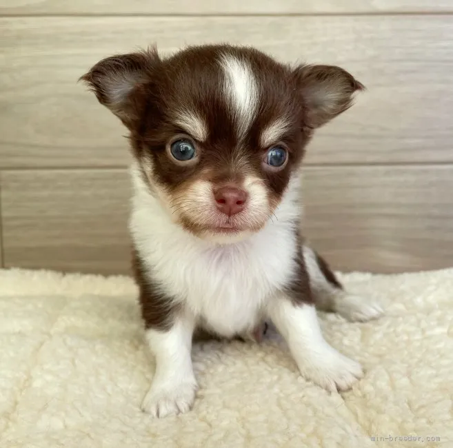 ID：2204-00628の子犬
