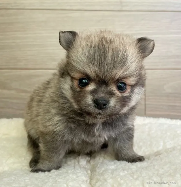ID:2205-01398の子犬