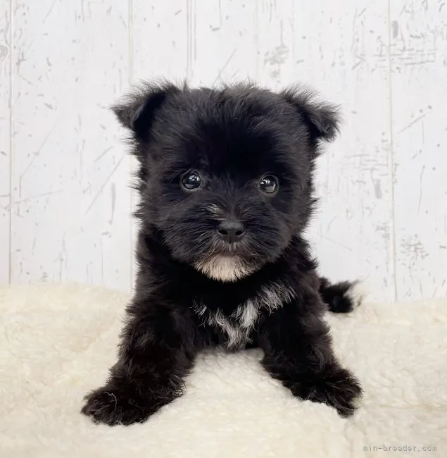 ID:2209-04110の子犬