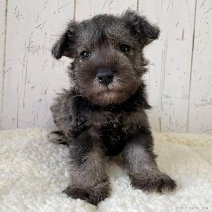 ID:2212-01078の子犬