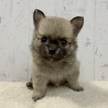 ポメラニアン×チワワ【千葉県・男の子・2022年12月5日・オレンジ】の写真「たぬき顔のぽんぽこミックスくん♪」