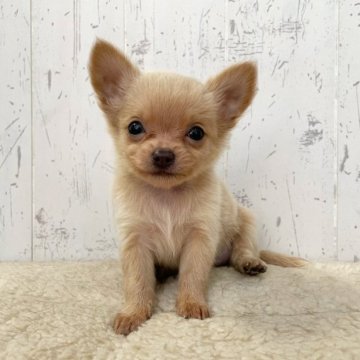 チワワ(ロング)【千葉県・男の子・2023年8月13日・クリーム】の写真「優しい顔立ちのチワワくん♪」