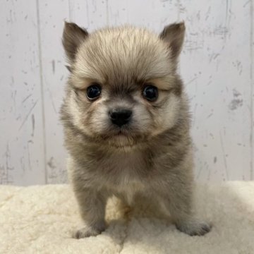 ポメラニアン×チワワ【千葉県・男の子・2022年12月5日・オレンジ】の写真「お目々が離れたお顔がたまらなく可愛いぽんぽこくん♪」