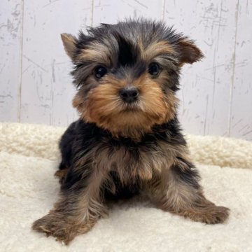 ヨークシャーテリア【千葉県・男の子・2023年11月18日・スチールブルー&タン】の写真「極激カワのヨーキーくん☆」