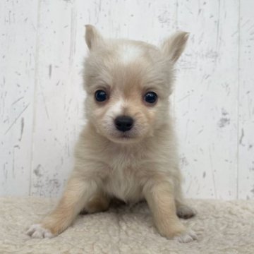 チワワ(ロング)【千葉県・男の子・2023年1月13日・ホワイト】の写真「白犬の王子様♪」