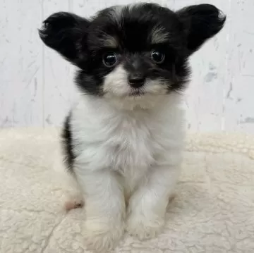 ☆たまにゃ様パネル☆パピヨン☆パグ☆チワワ ハンカチ受付 ライラック犬舎 可愛いちびちび怪獣隊員＆パワフルな親子 成長記録