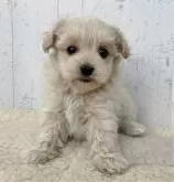 マルプー(マルチーズ×トイプードル)【千葉県・男の子・2023年11月8日・クリーム&ホワイト】の写真3