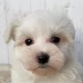 マルチーズ【千葉県・男の子・2023年11月10日・ホワイト】の写真5