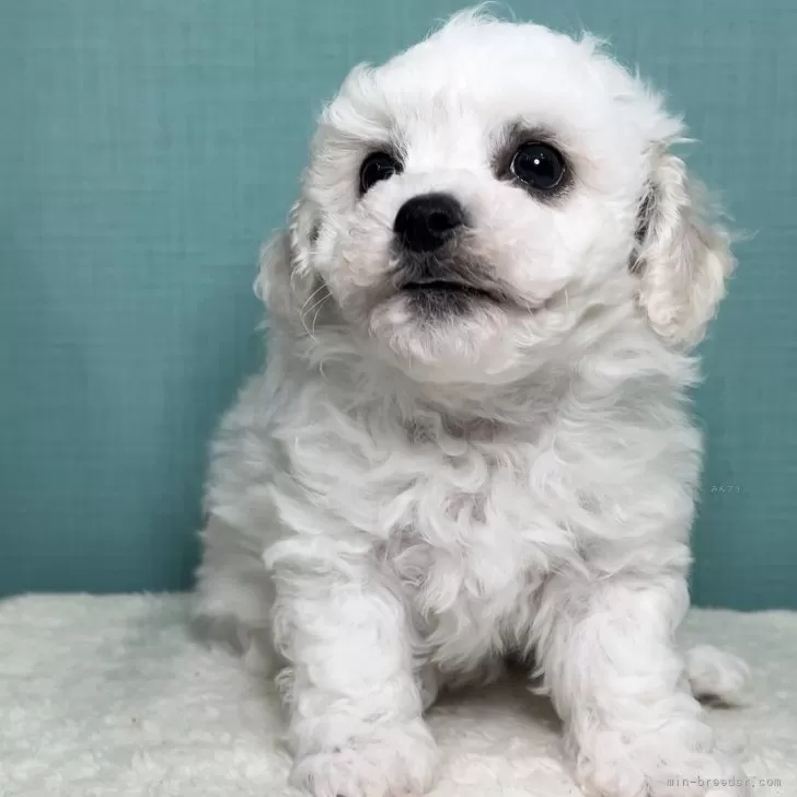 ID:2505-03816の子犬