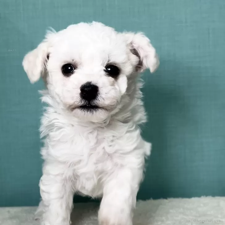 ID：2503-06290の子犬
