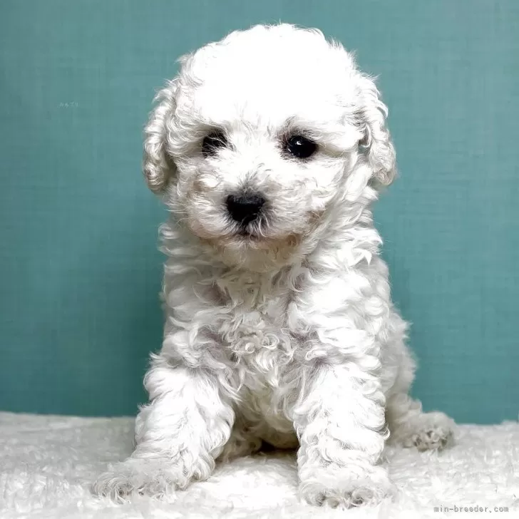 タイニープードル【宮城県・女の子・2025年9月30日・ホワイト】の写真1