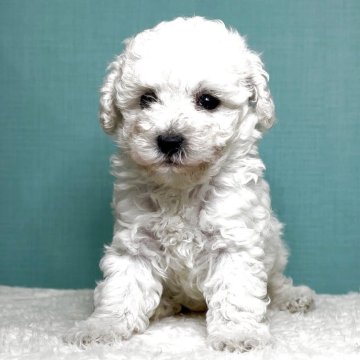 トイプードル(タイニー)【宮城県・女の子・2025年9月30日・ホワイト】の写真「ジュミズワールド プードル」