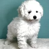 トイプードル(トイ)