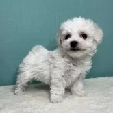 ビションフリーゼ