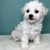 ビションフリーゼ
