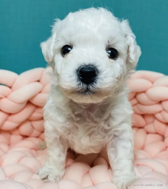 ID：2105-02581の子犬