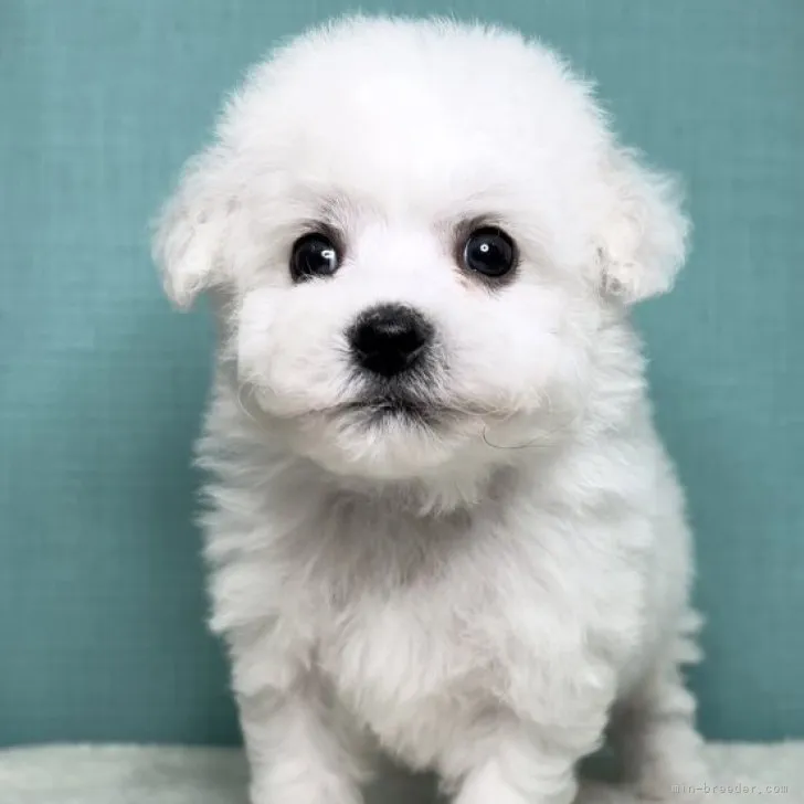 ID:2306-04066の子犬