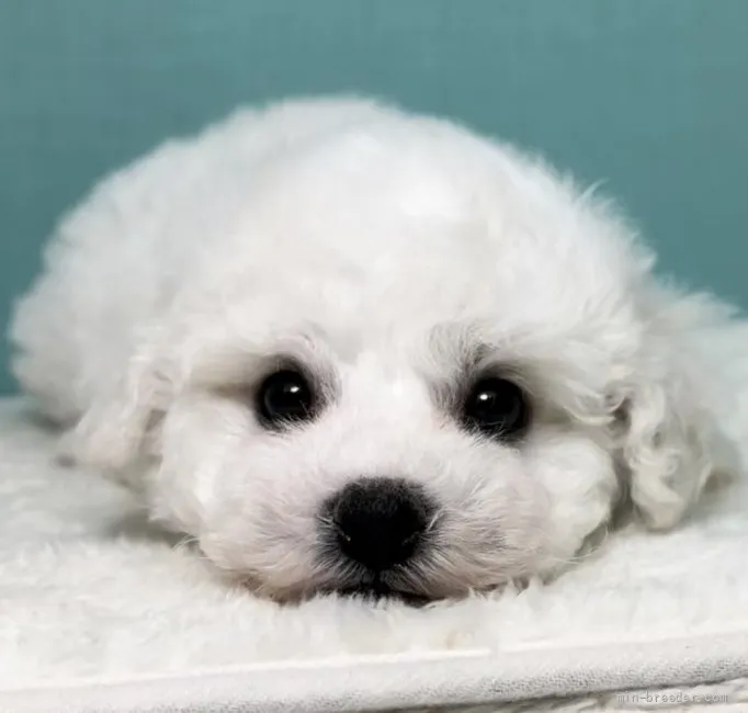 H.W 様のお迎えした子犬