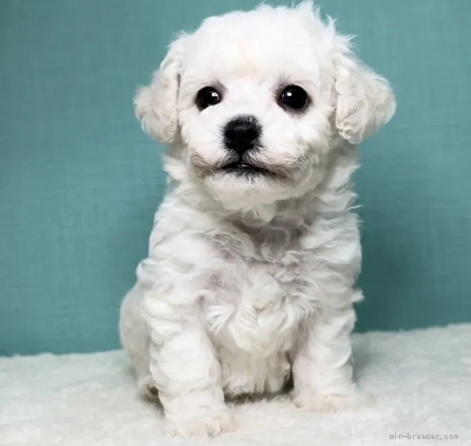 ID：2203-03583の子犬
