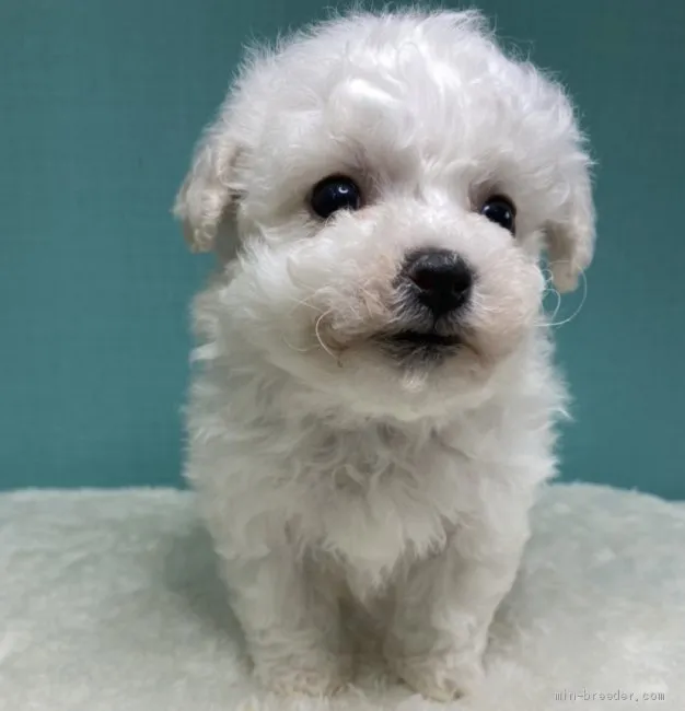 ID:2102-00819の子犬