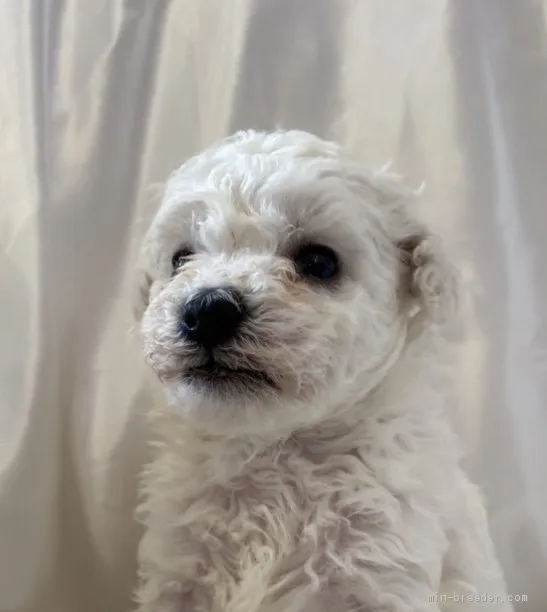 ID：2010-00169の子犬
