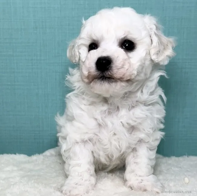 ID:2204-02115の子犬