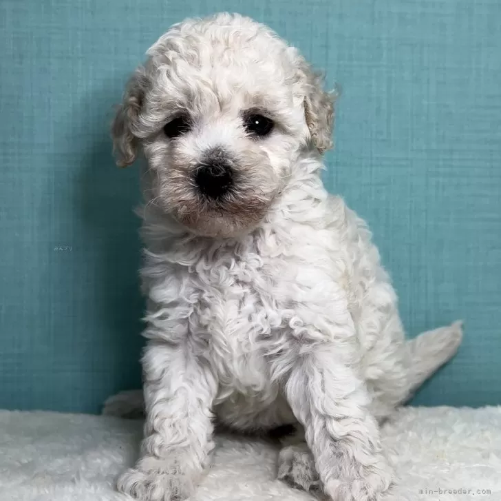 ID:2409-08243の子犬