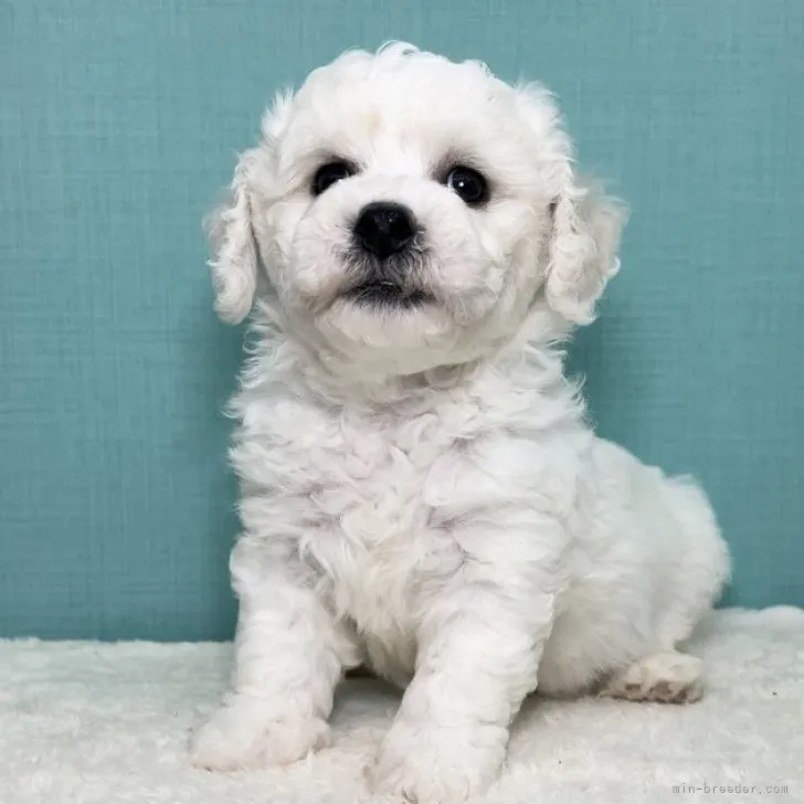ID:2308-02389の子犬