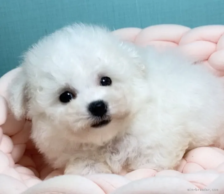 ID:2110-00545の子犬