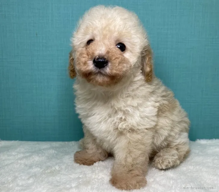 ID:2107-01598の子犬