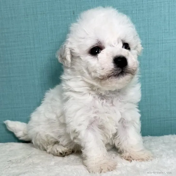 ID:2205-04064の子犬