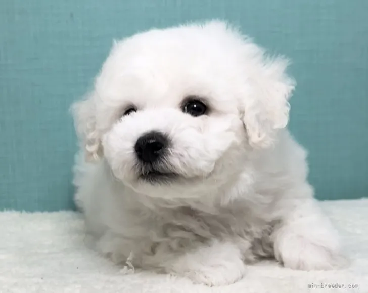 ID：2201-03450の子犬