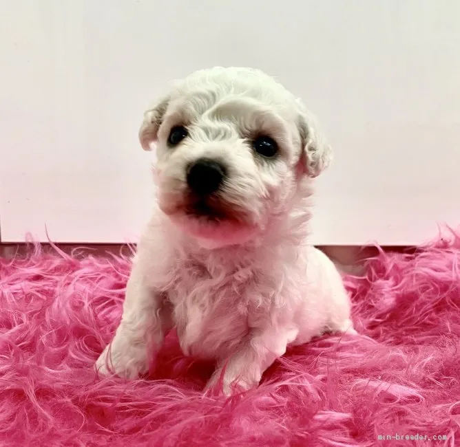 ID:2007-01887の子犬