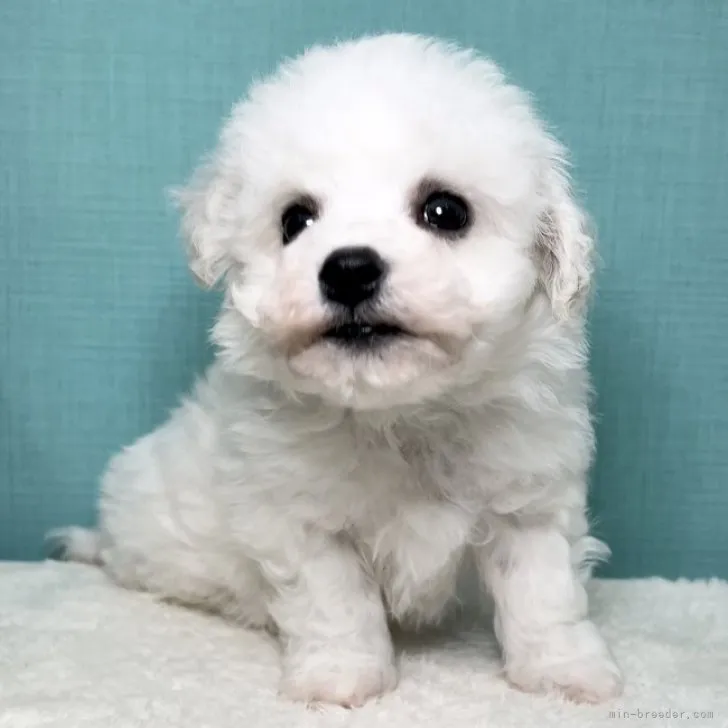 ID:2302-01674の子犬