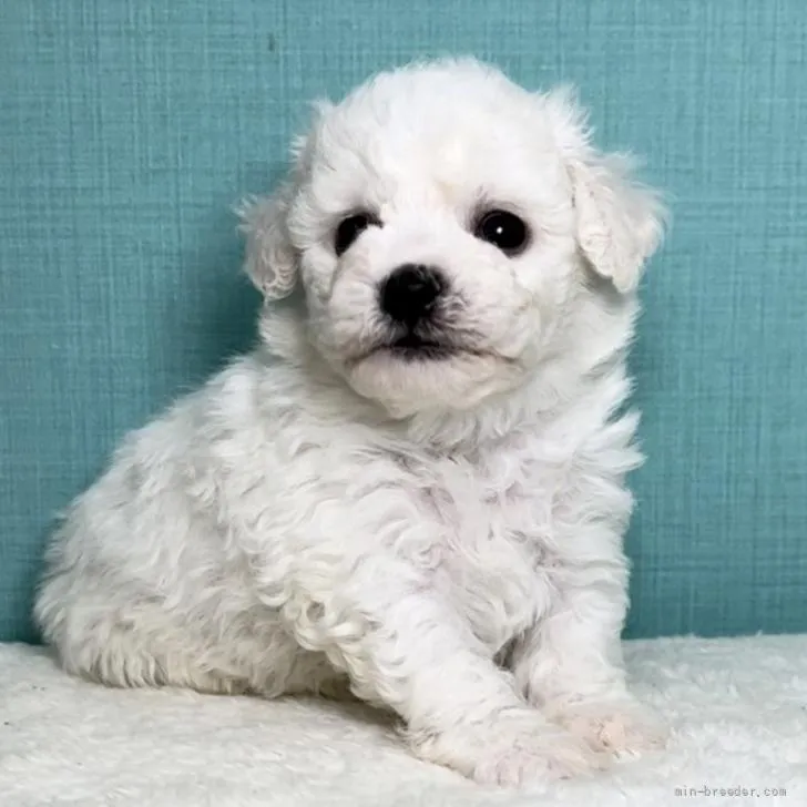 ID:2205-04061の子犬