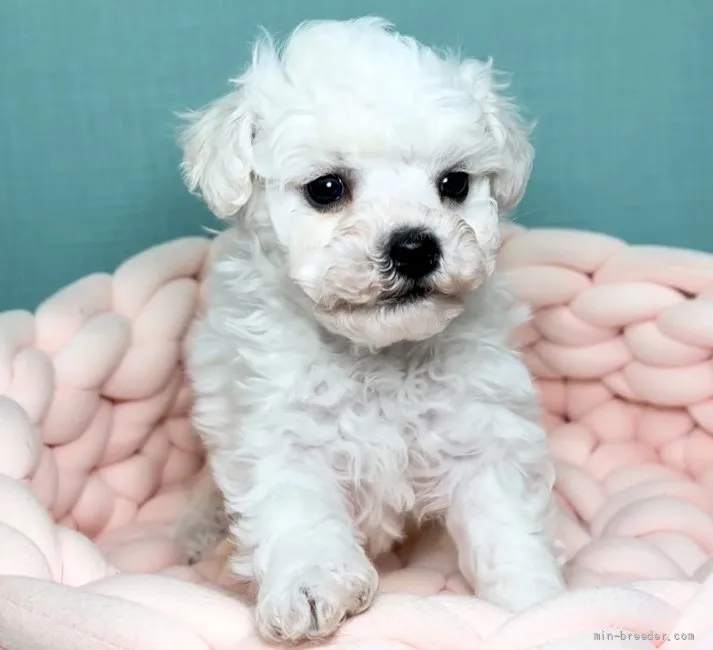 ID:2203-03223の子犬