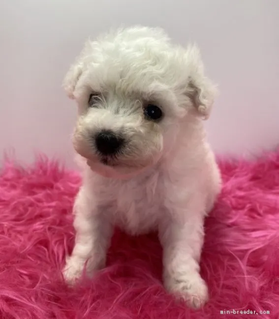 ID:2010-02013の子犬