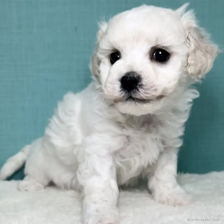 ID:2301-05314の子犬