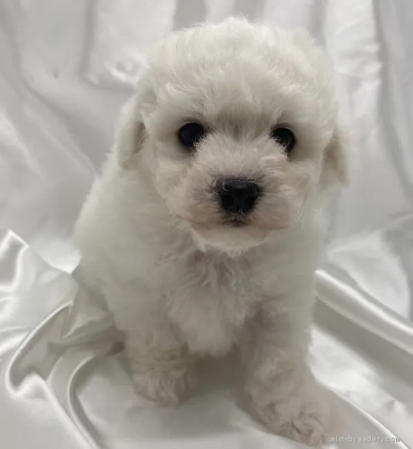 ID:2010-03118の子犬